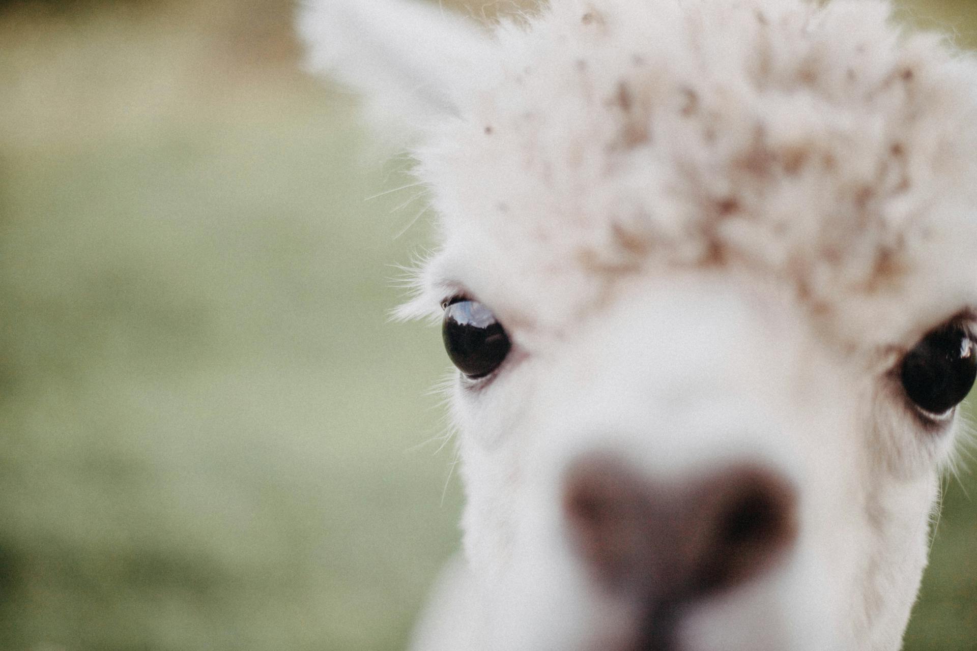 Close-Up Shot of an Alpaca