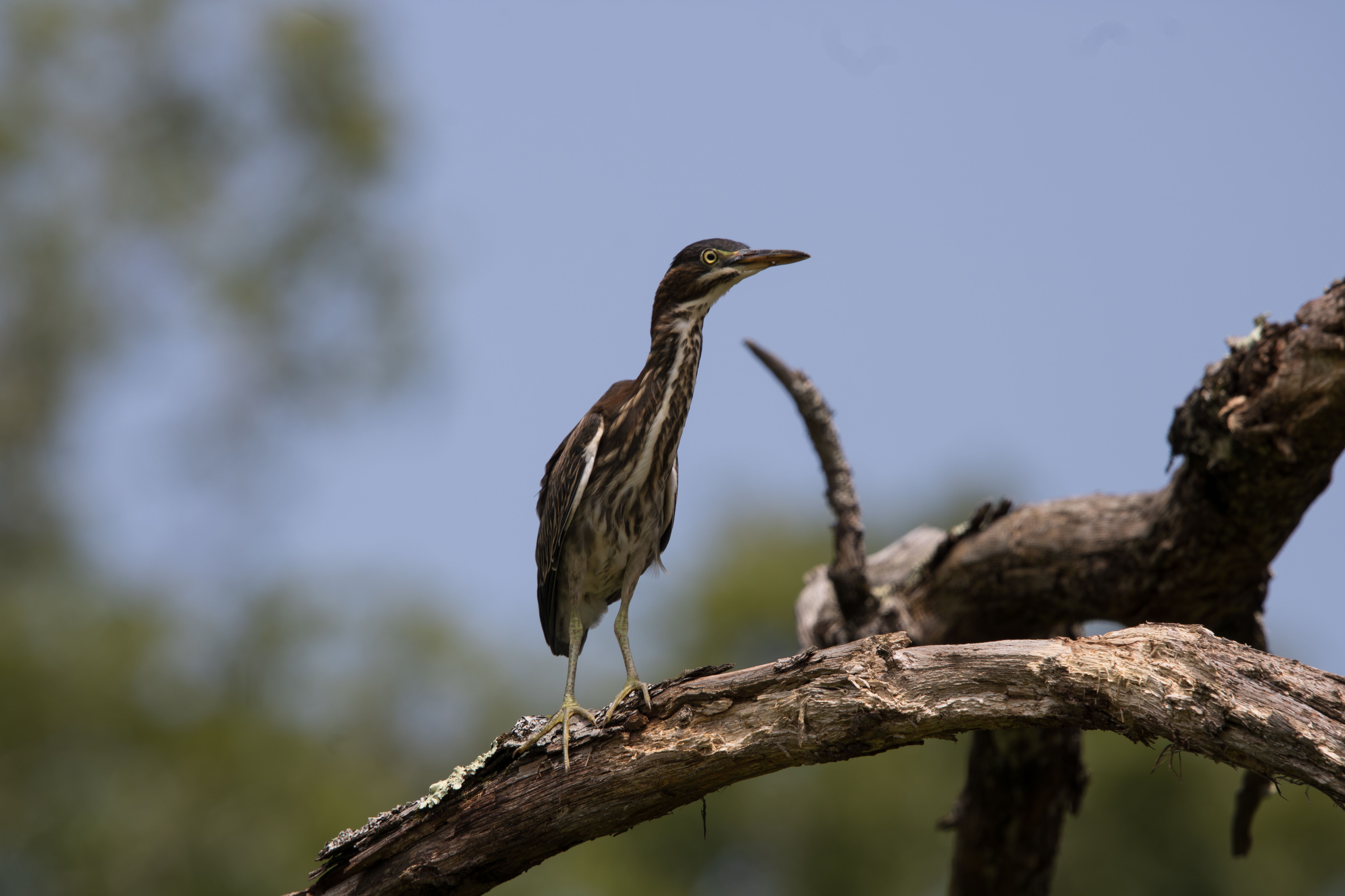 An American Bittern · Free Stock Photo