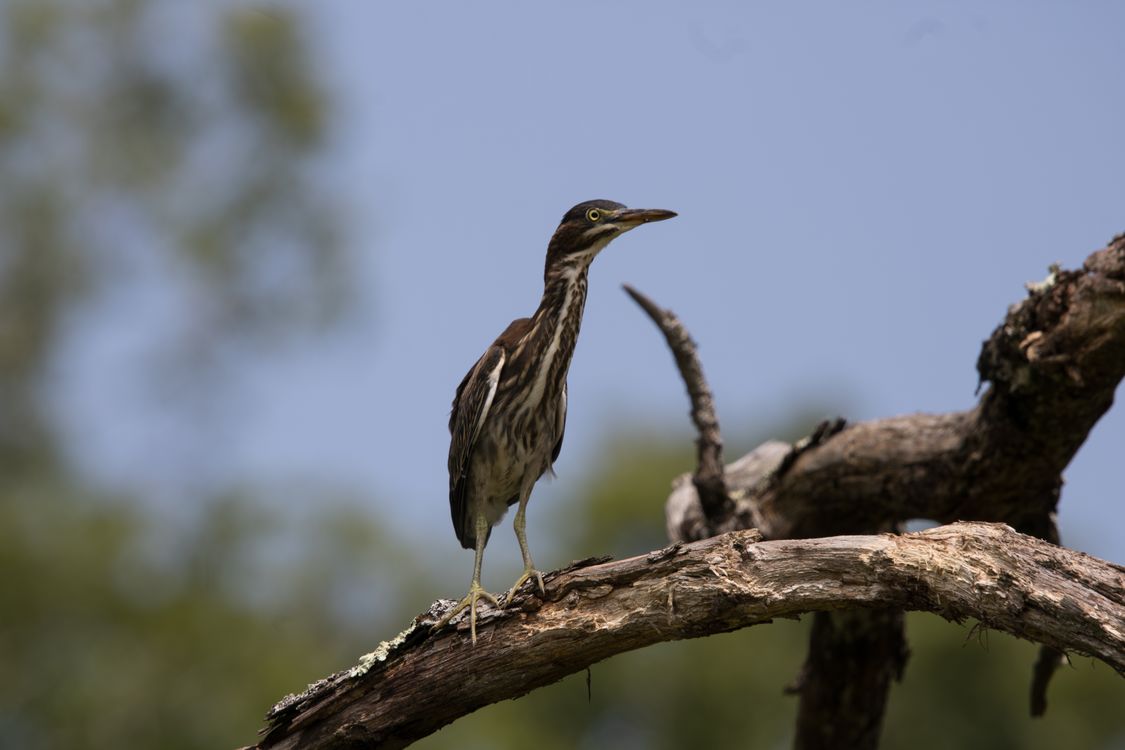 Brittern An American Bittern · Free Stock Photo