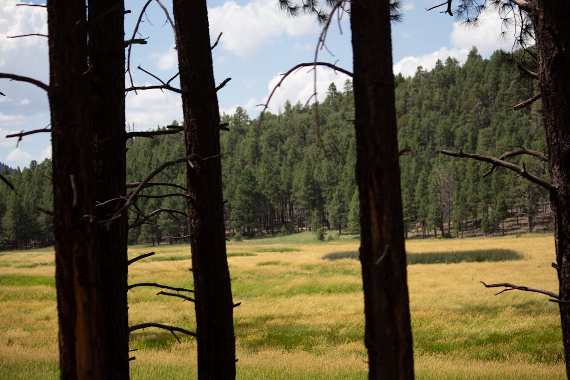 Free stock photo of tall trees, wooden background