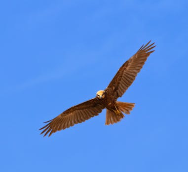 Majestic eagle soaring with wings spread wide against a clear blue sky in El Menia, Algeria.