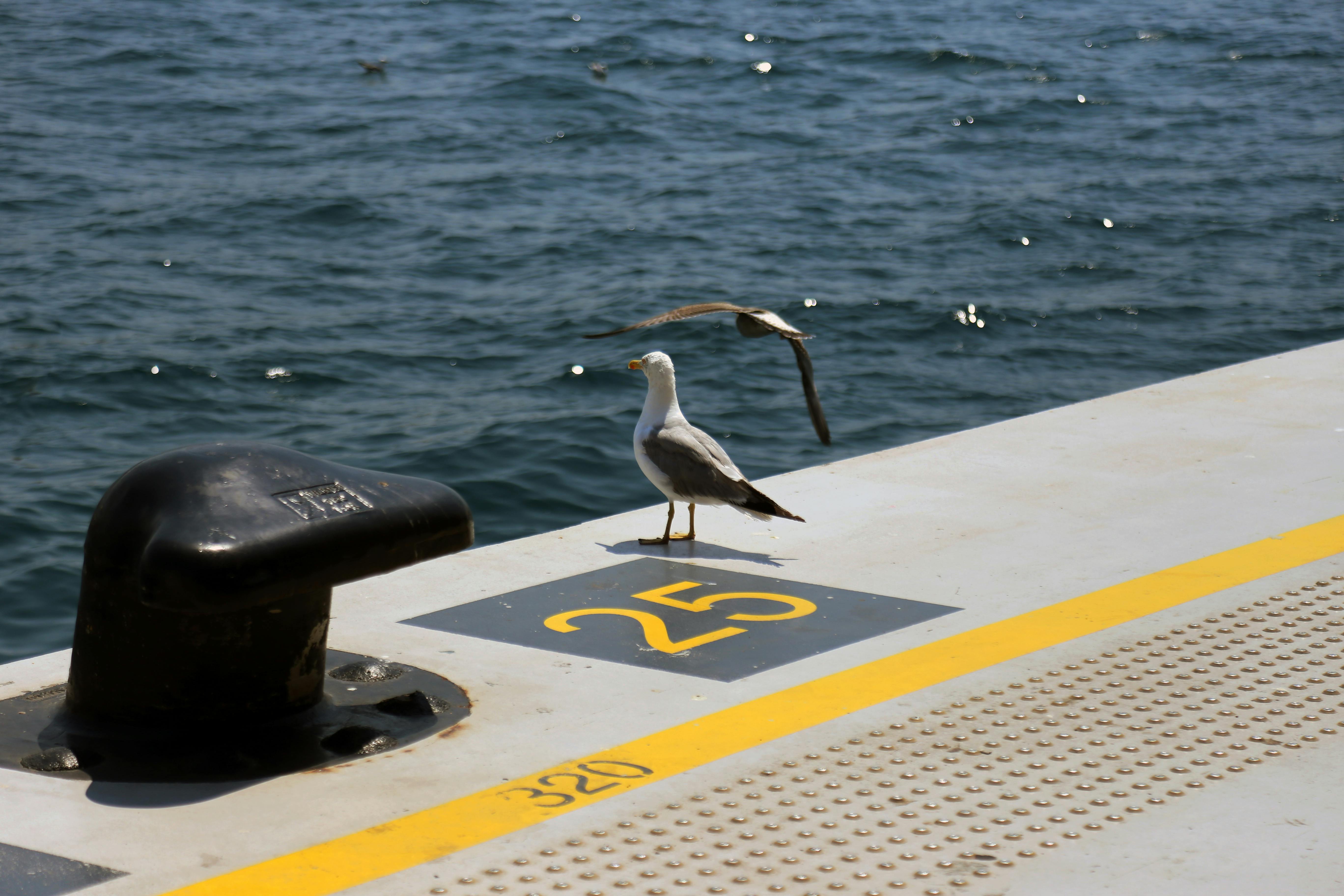 a seagull is sitting on a yellow railing