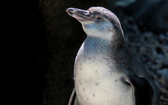 A detailed portrait of a penguin showcasing its features in a natural, outdoor setting.