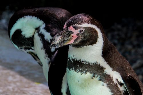 Free Two Humboldt penguins standing by the water, showcasing their distinctive markings. Stock Photo