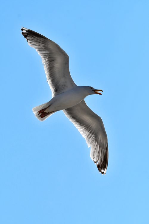 Free A seagull gracefully flies across a clear blue sky, showcasing its wings. Stock Photo