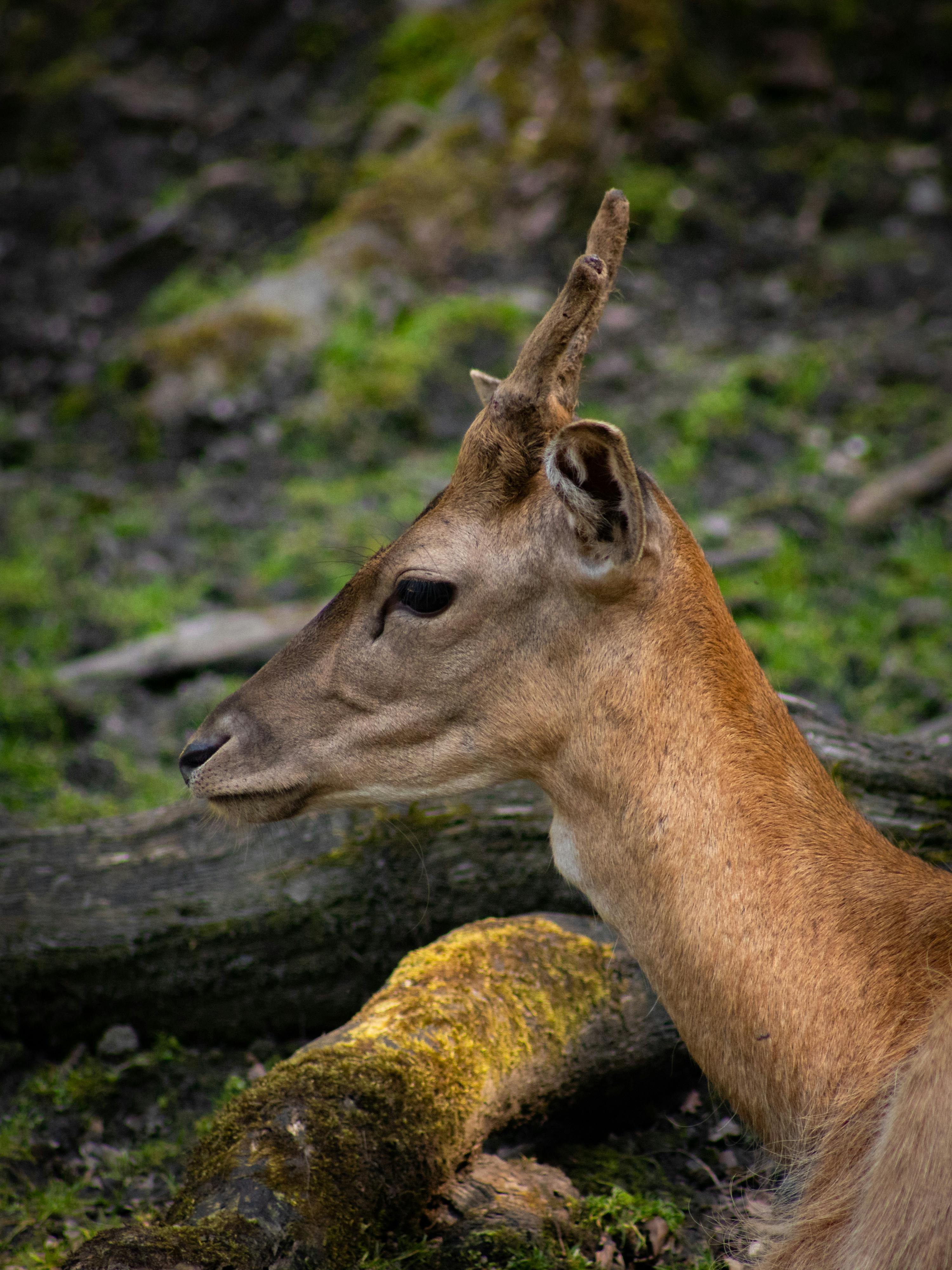 a deer with a long neck and horns