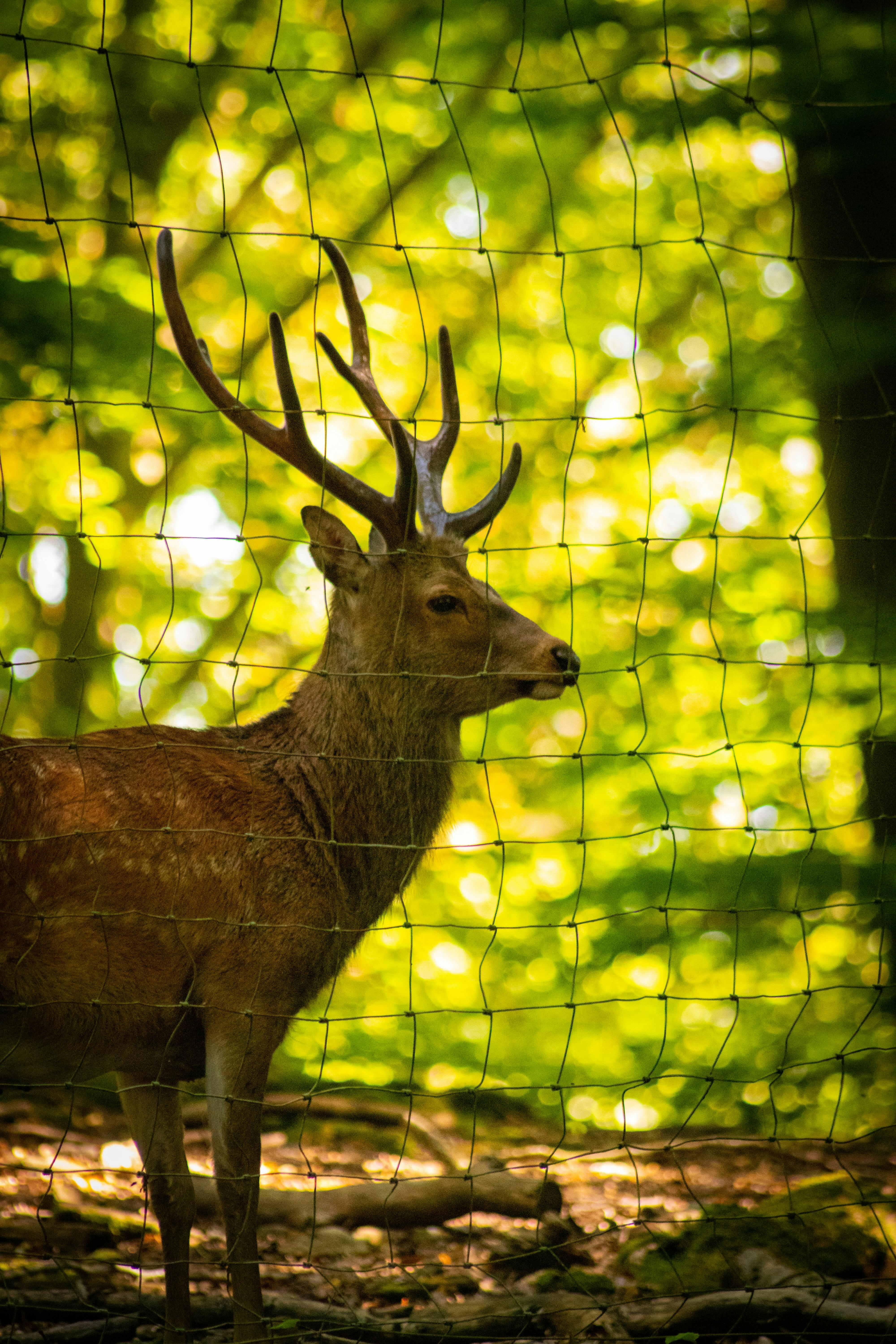 grátis Foto profissional grátis de Alemanha, amigo do ambiente, animais selvagens Foto profissional