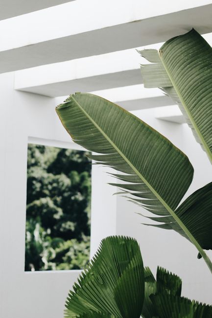 Tropical banana leaves against modern architecture in Puerto Vallarta, Mexico, showcasing lush greenery and summer vibes.