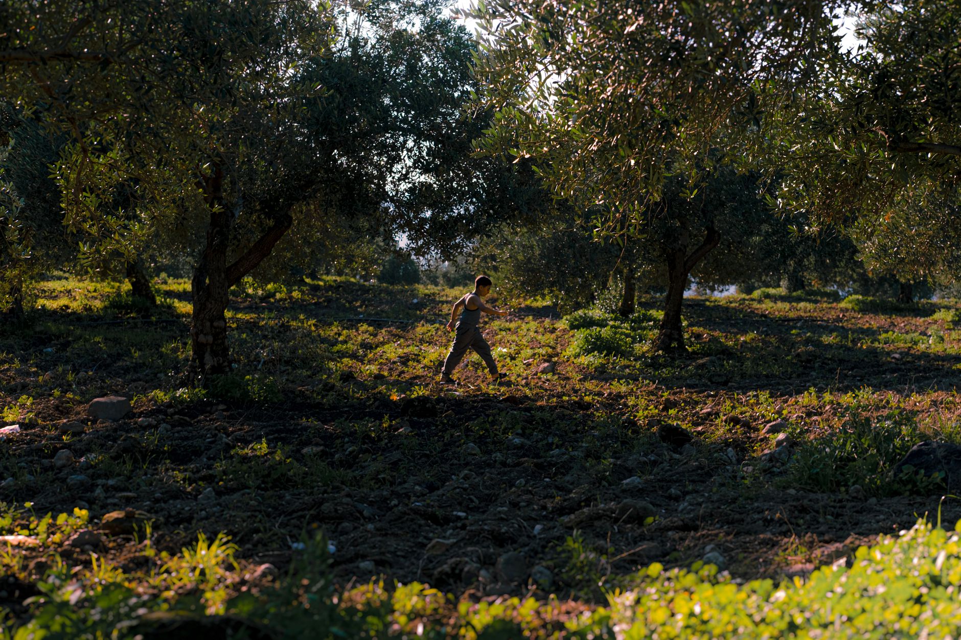 Settlers Attack Olive Harvesters in West Bank, Injuring US Journalist
