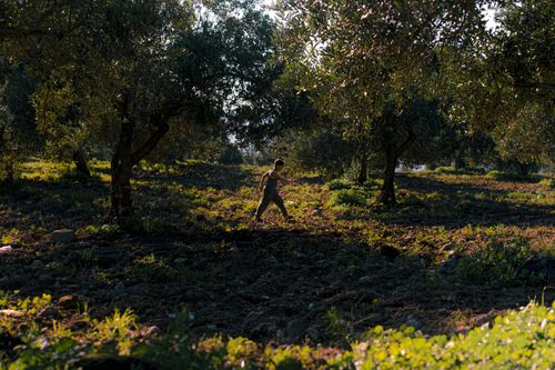 Free Young person walking through a sunlit olive grove, highlighting nature's beauty. Stock Photo