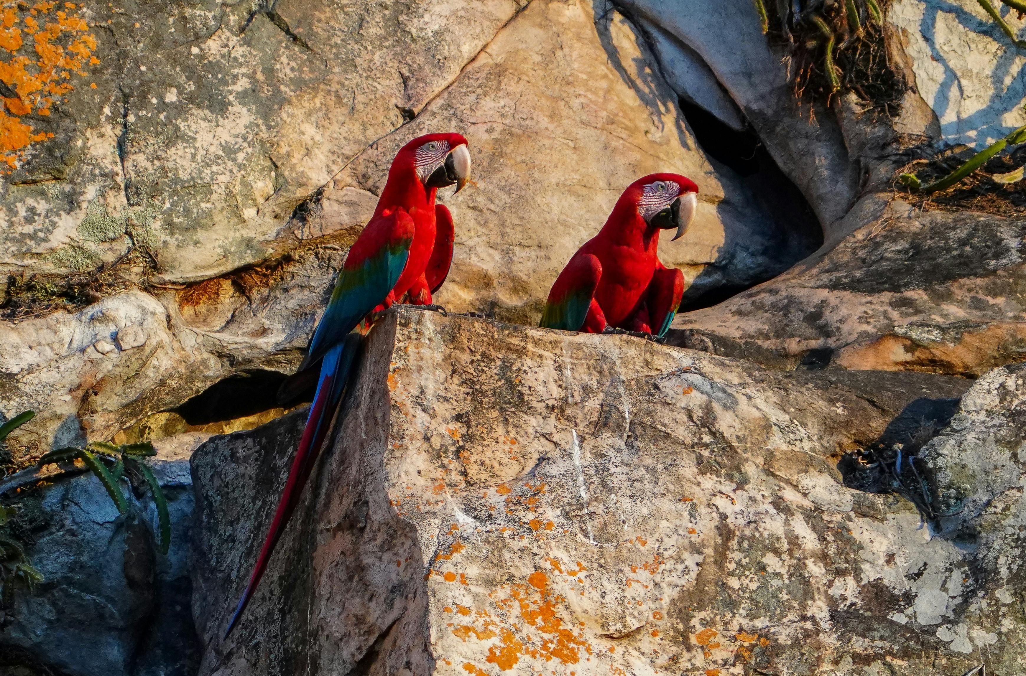 Macaw Clay Lick Dawn — Manu Peru