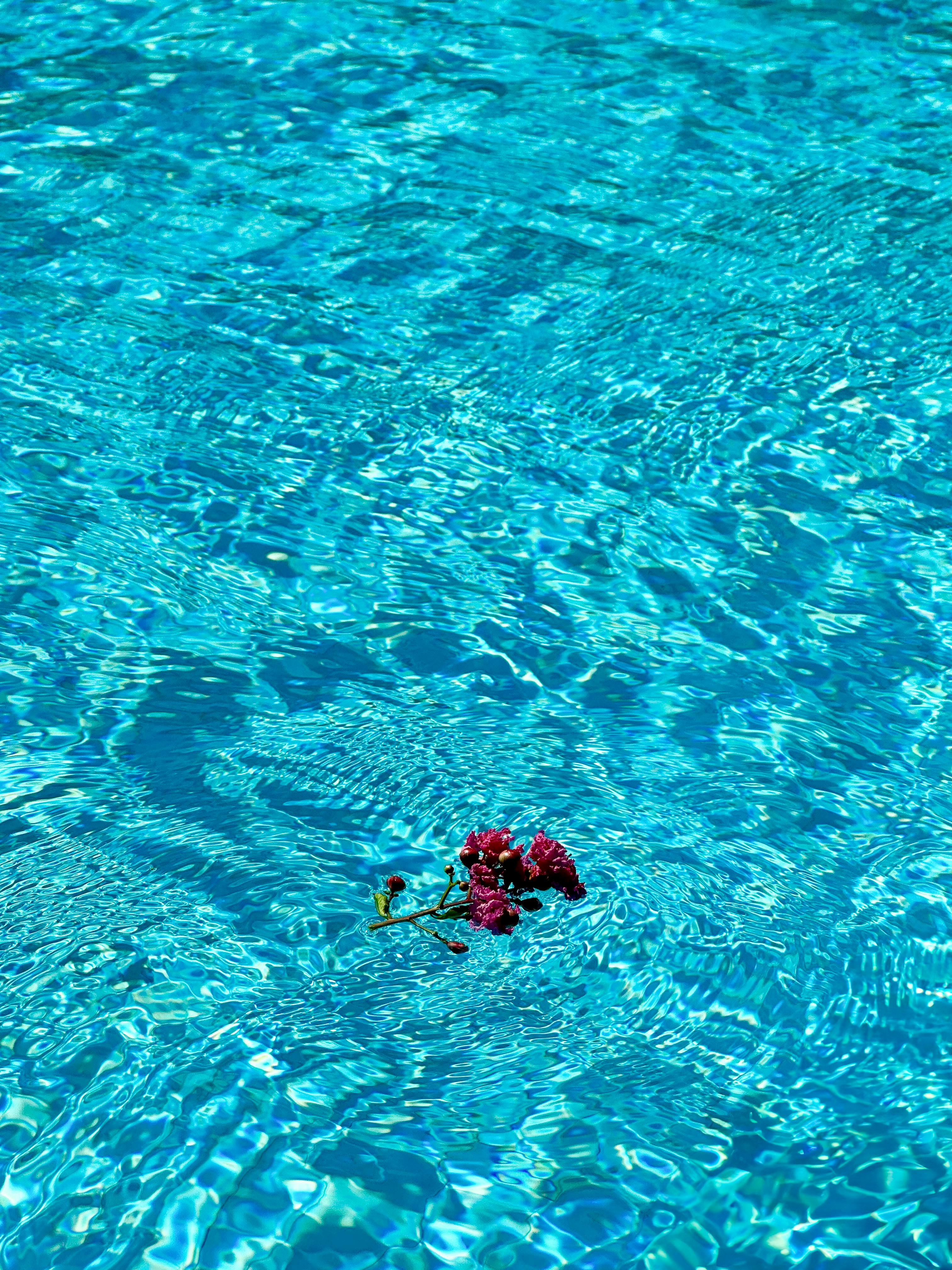 A vibrant turquoise swimming pool with pink flowers floating on the surface, capturing summer tranquility.