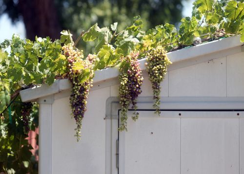 Free Lush grapevine with ripe grapes cascading over a shed roof on a sunny summer day. Stock Photo