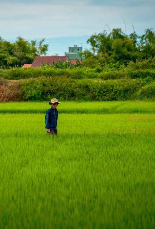 Free A Vietnamese farmer tending to the vibrant rice paddies in Hội An, Vietnam under a clear blue sky. Stock Photo