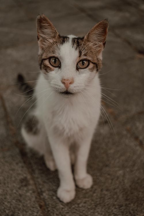 Free A close-up of a curious domestic cat sitting outdoors on a stone pavement. Stock Photo