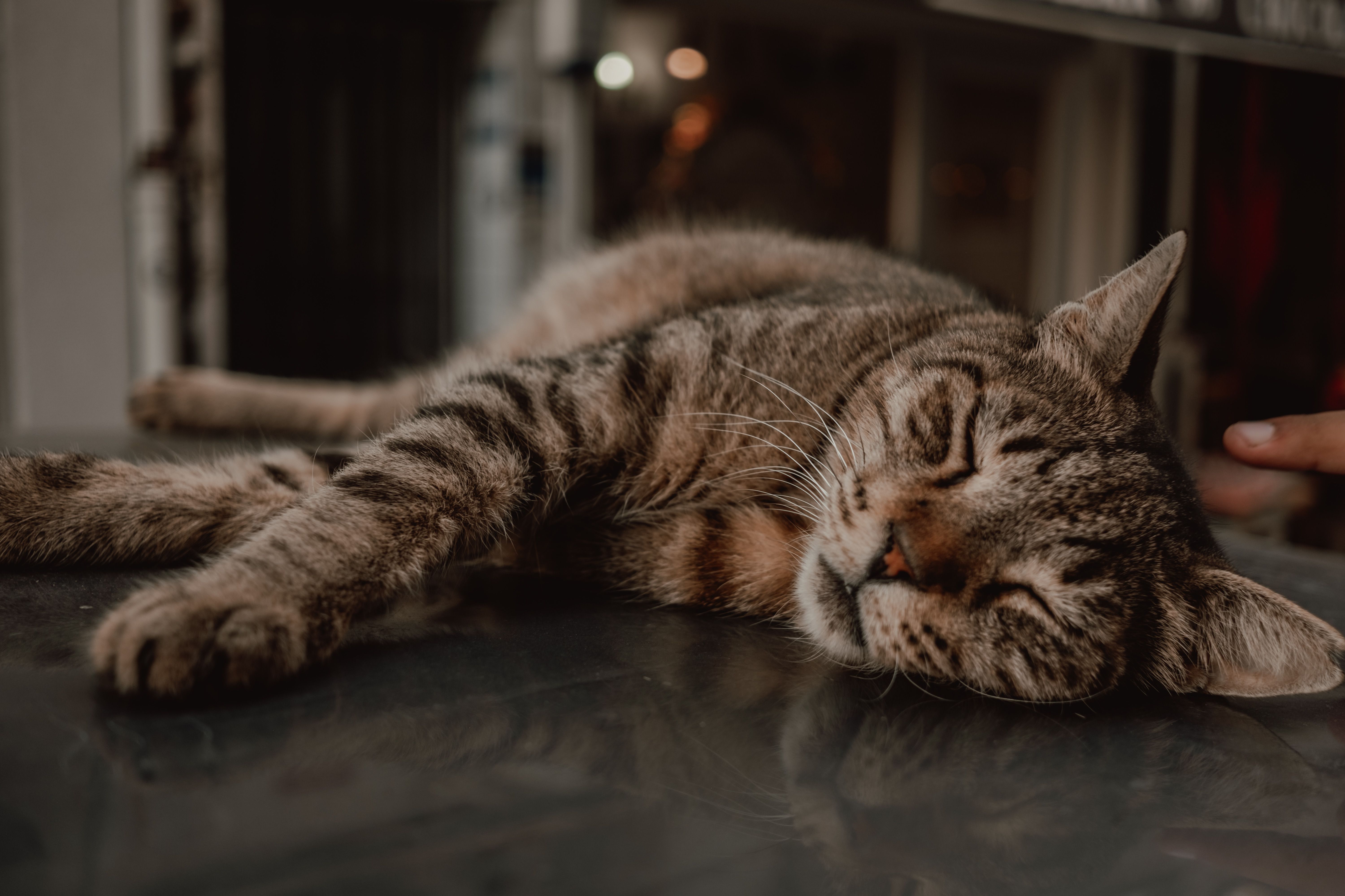 A cat laying on a table with its eyes closed · Free Stock Photo