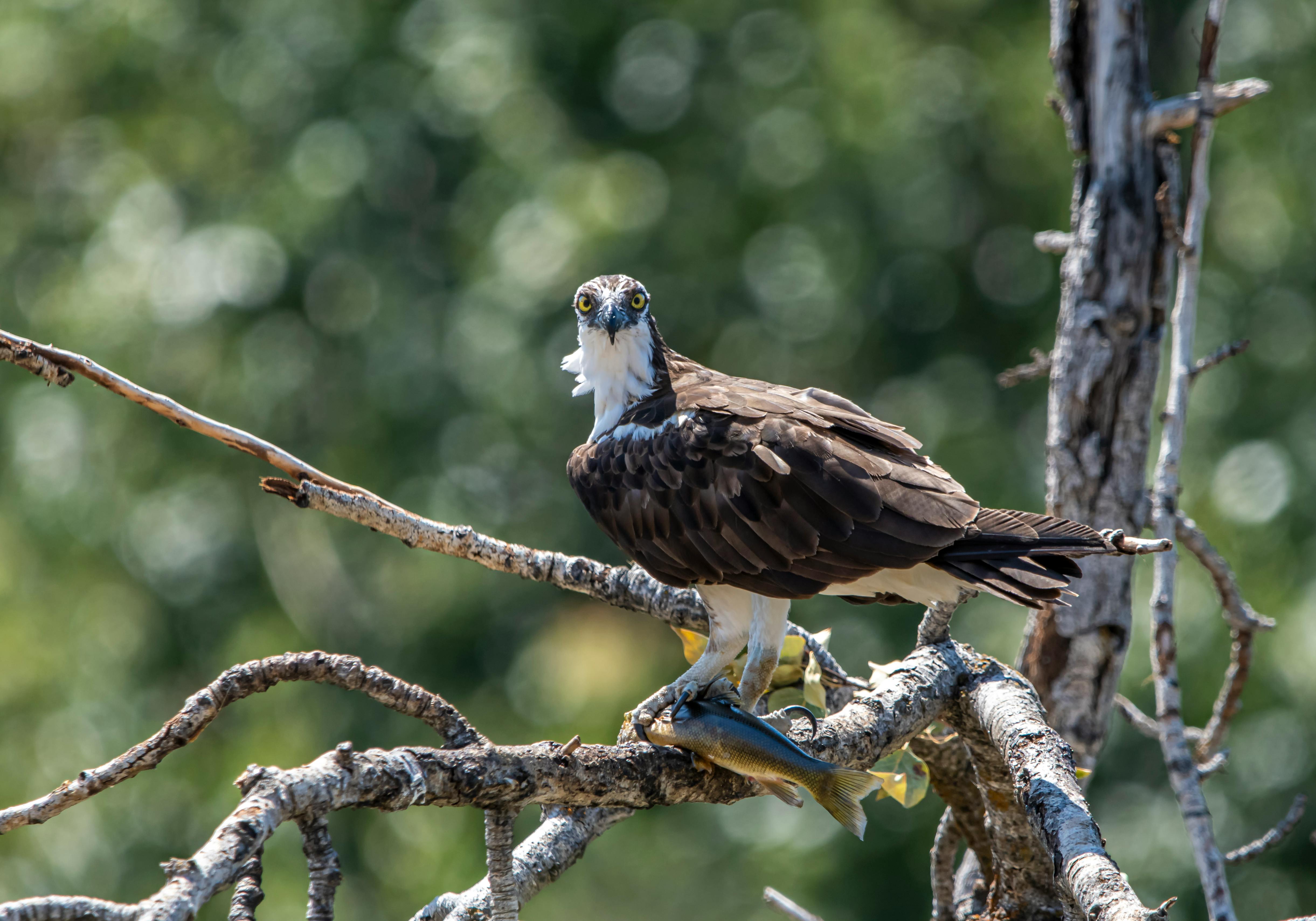 Free Stock Photo Of Bird, Osprey, Raptor