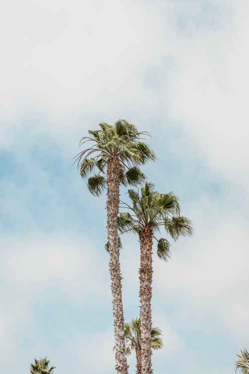 Free Majestic palm trees reaching towards the sky on a sunny day, symbolizing tropical serenity. Stock Photo