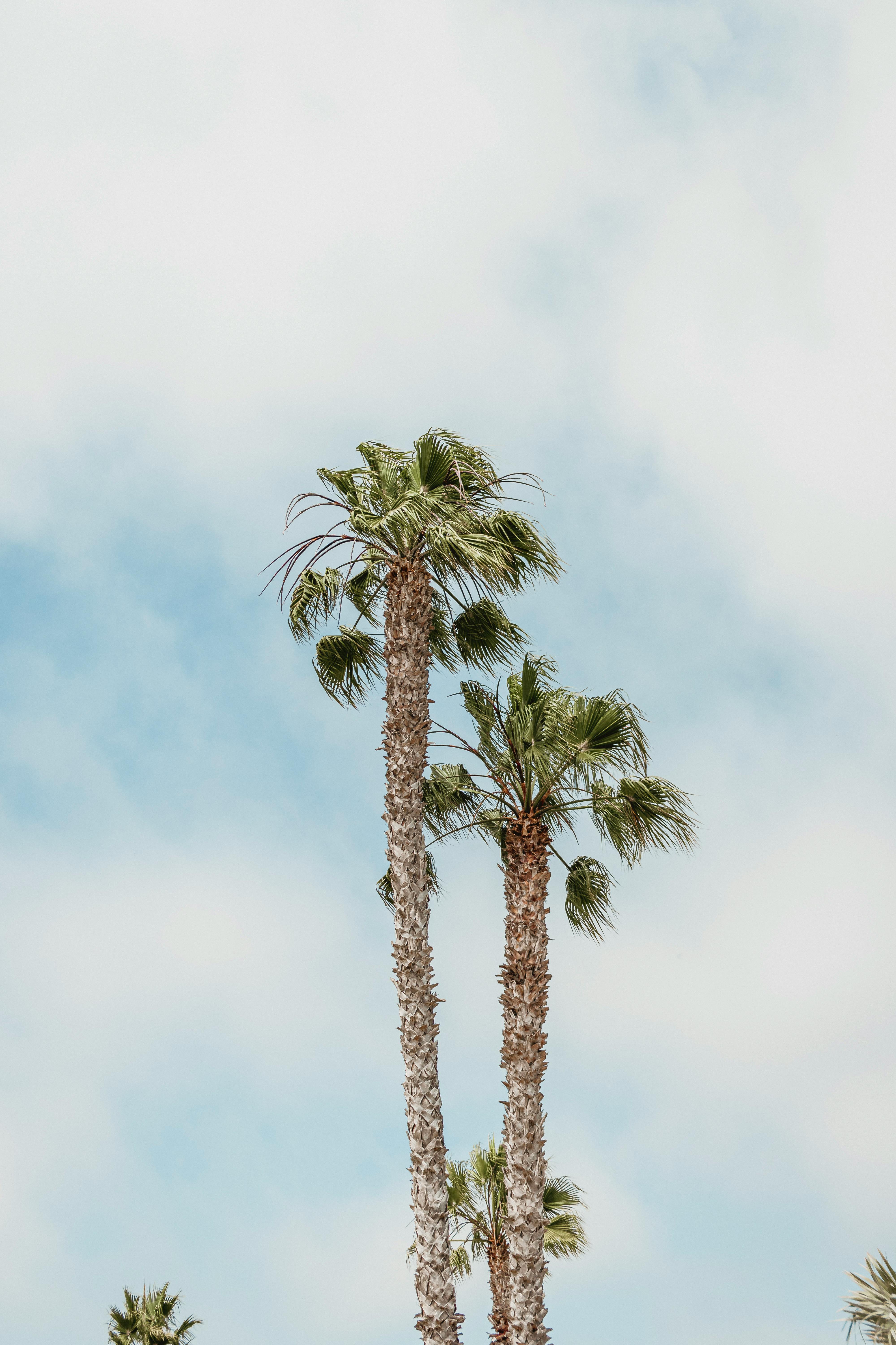 Gratis Foto stok gratis alam, alami, arecaceae Foto Stok