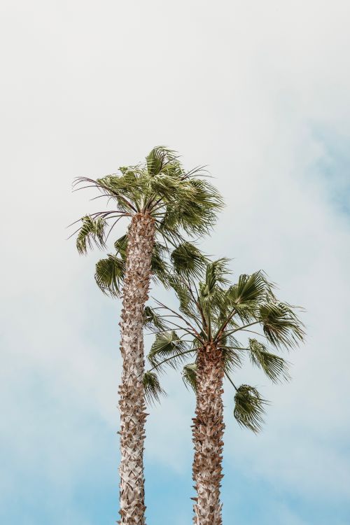 Free Two palm trees sway under a bright summer sky, perfect for travel and nature themes. Stock Photo