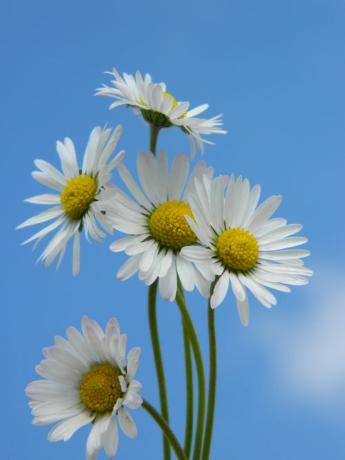 Free Vibrant chamomile flowers with white petals and yellow centers against a clear blue sky. Stock Photo