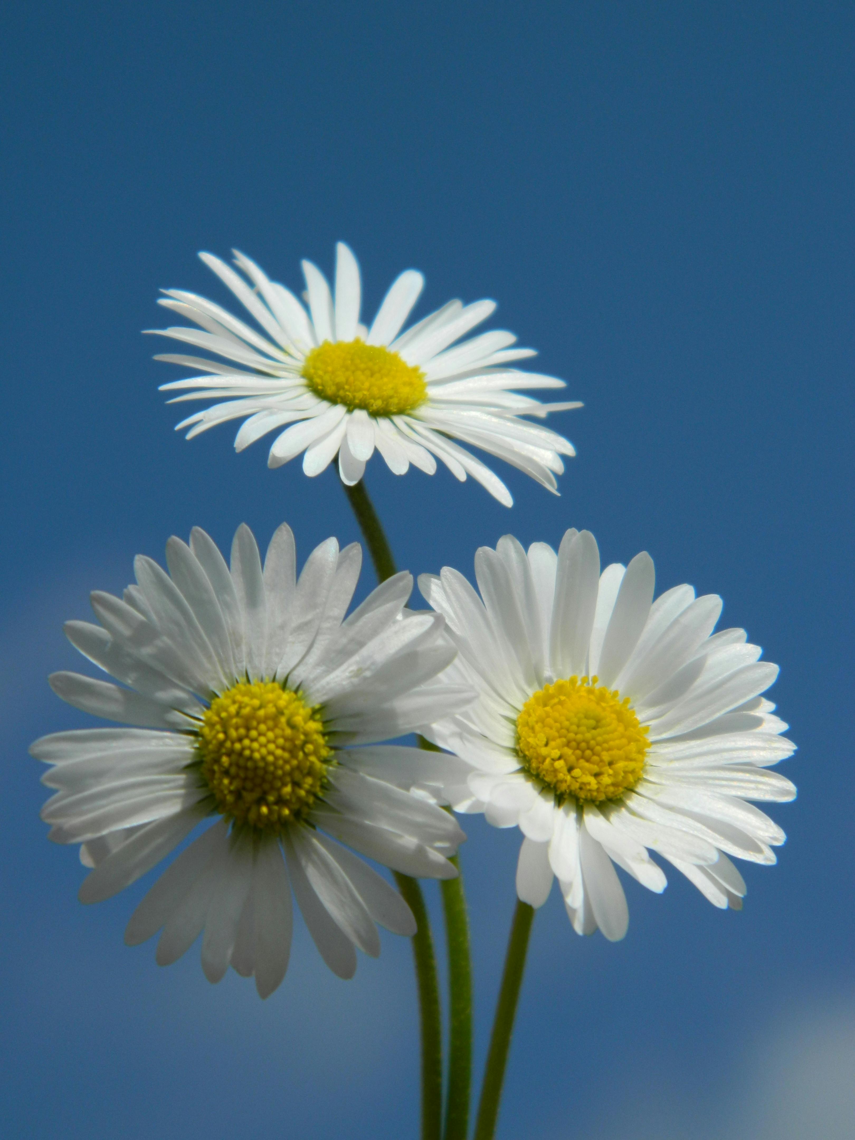 Close-up of chamomile flowers blooming under clear blue skies, showcasing summer beauty.