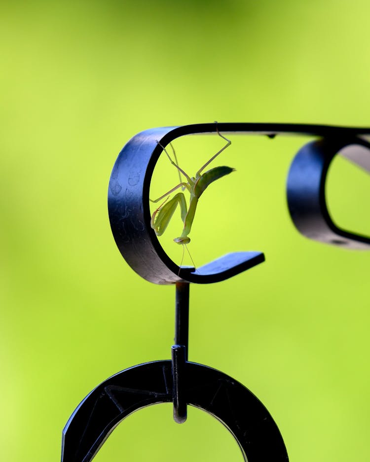 Closeup Photo Of Praying Mantis