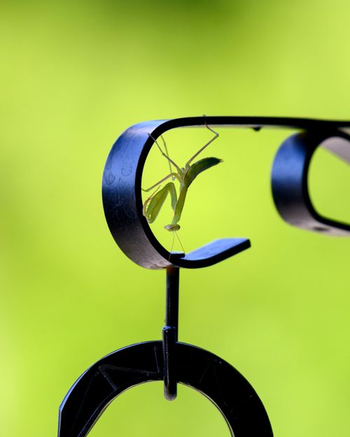Free Close-up of a praying mantis perched on a metal hook against a green background. Stock Photo