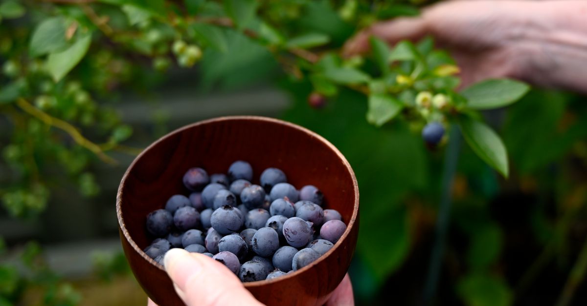 Close-up of fresh blueberries in a wooden bowl with hands picking from bush. - Evidence evidence guide for bilberry visual fatigue randomized trial