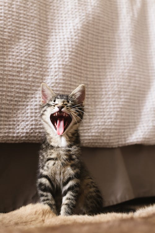 Foto profissional grátis de gatinho, gato