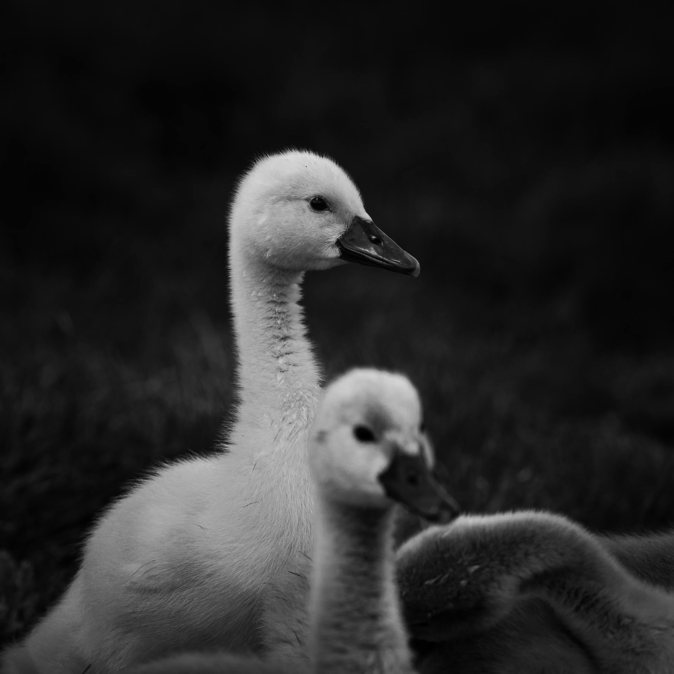 Close-up black and white portrait of baby swans in natural setting.