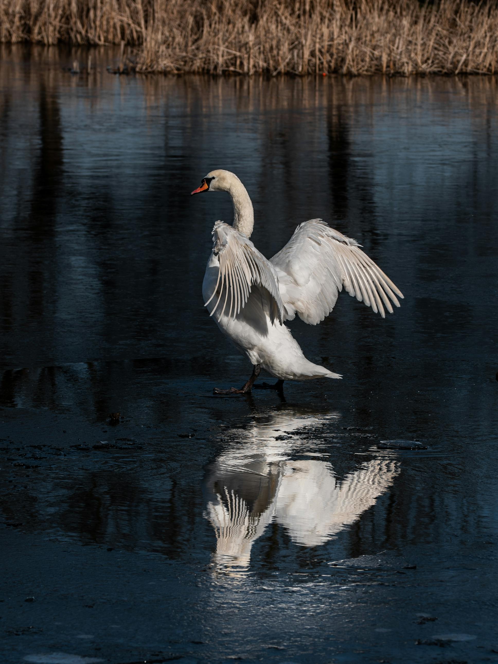 A swan elegantly spreads its wings over a frozen lake, reflecting in the icy water.