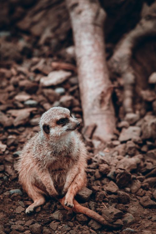 Free Cute meerkat sitting on rocky ground in Brugelette, Belgium. Stock Photo