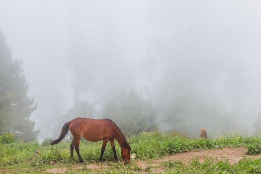 A serene scene of a horse grazing amidst the misty landscape of Naran, Pakistan.