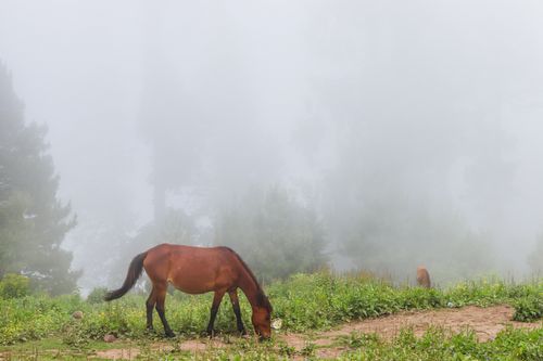 Free A serene scene of a horse grazing amidst the misty landscape of Naran, Pakistan. Stock Photo
