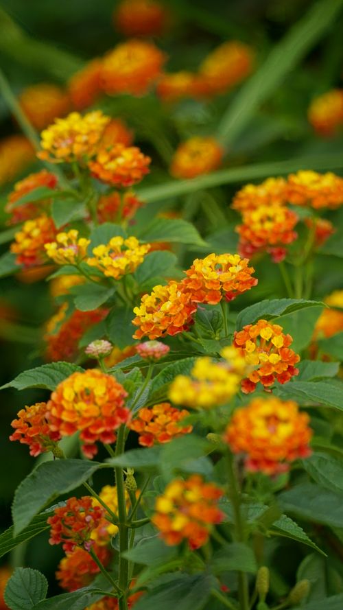 Free Lantana flowers in vibrant orange and yellow hues flourish outdoors in a summer garden. Stock Photo