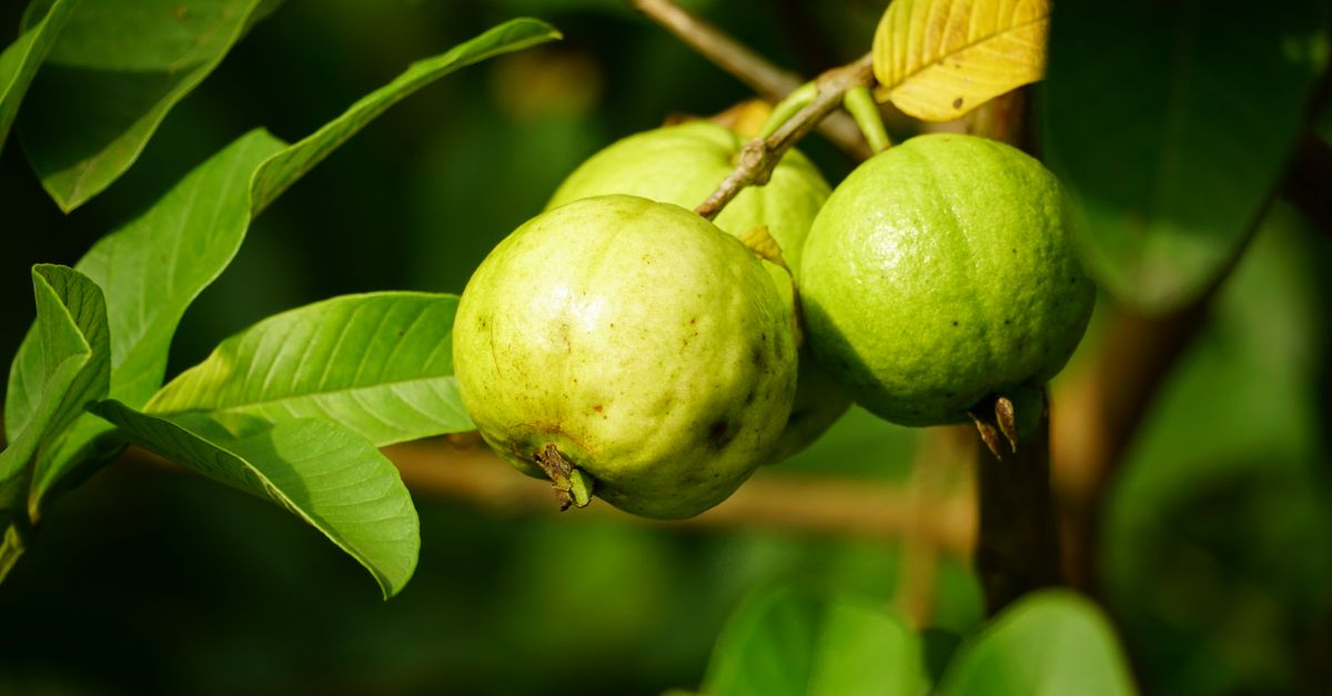 The benefits of guava leaf tea for digestive health