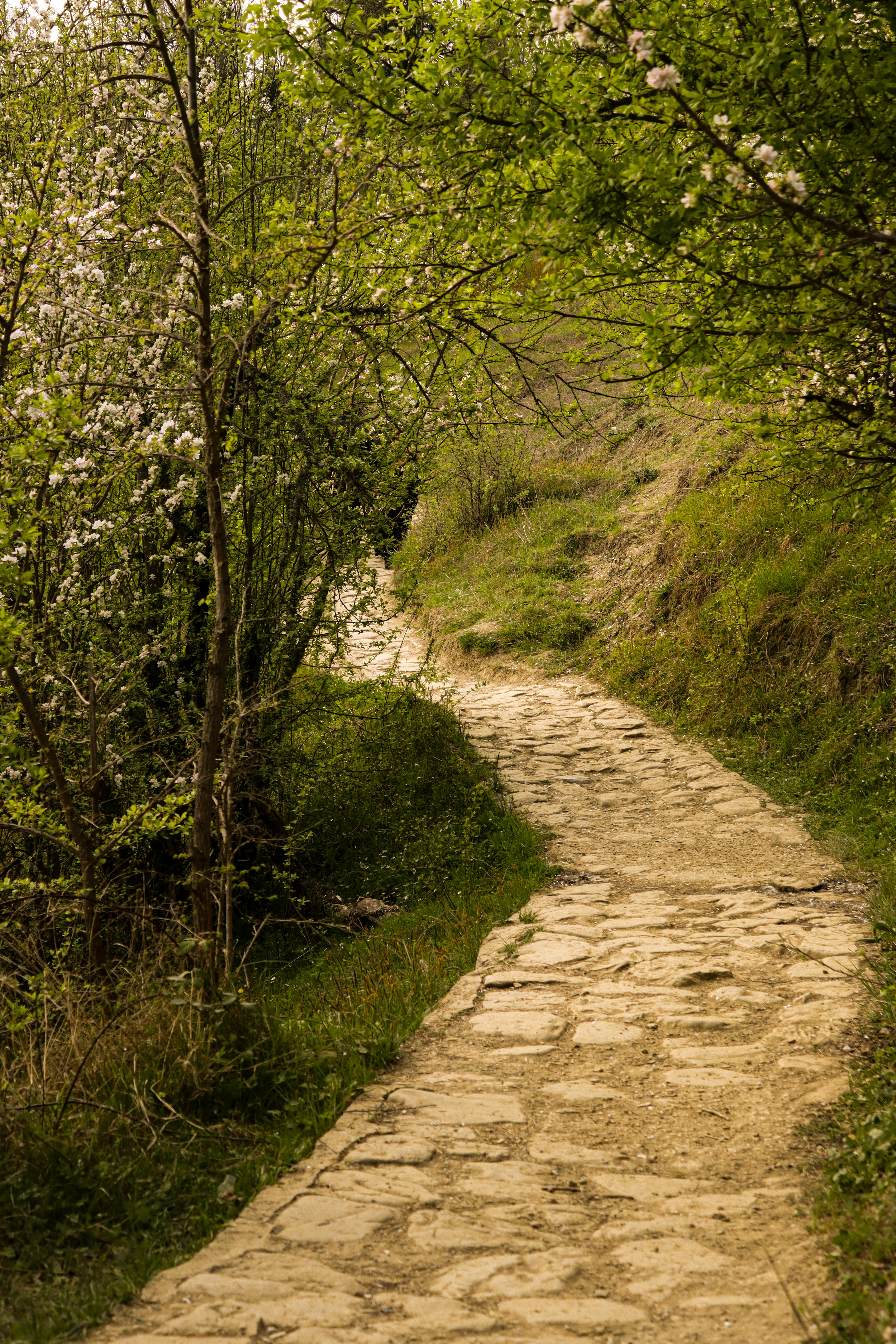 Gratis Immagine gratuita di alberi in fiore, albero, asia Foto a disposizione