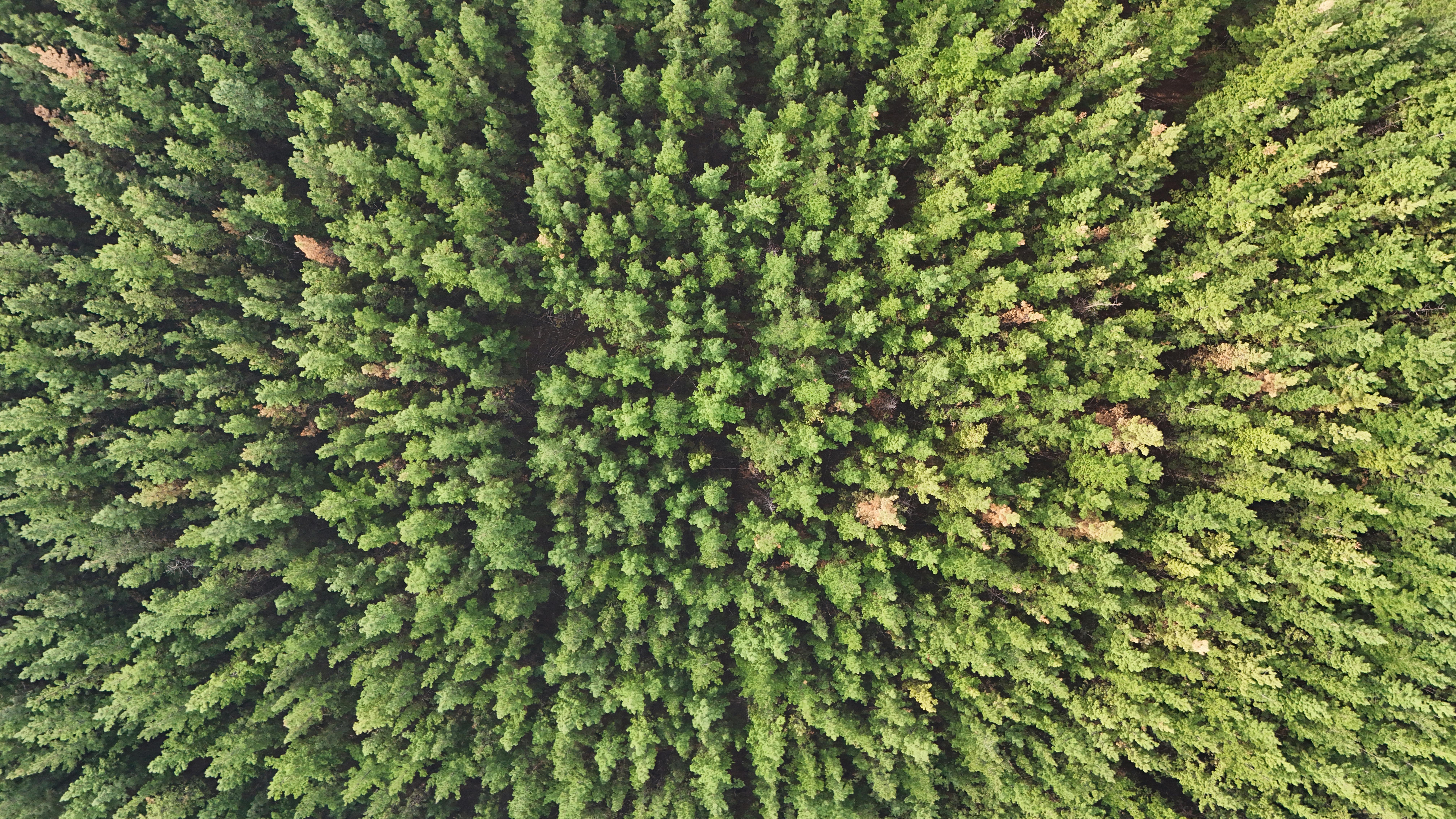 Mountain Ecosystem Restoration Projects Using Drones for Sustainable Conservation