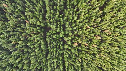 Free A stunning aerial view showcasing the dense green canopy of a forest in Western Australia. Stock Photo
