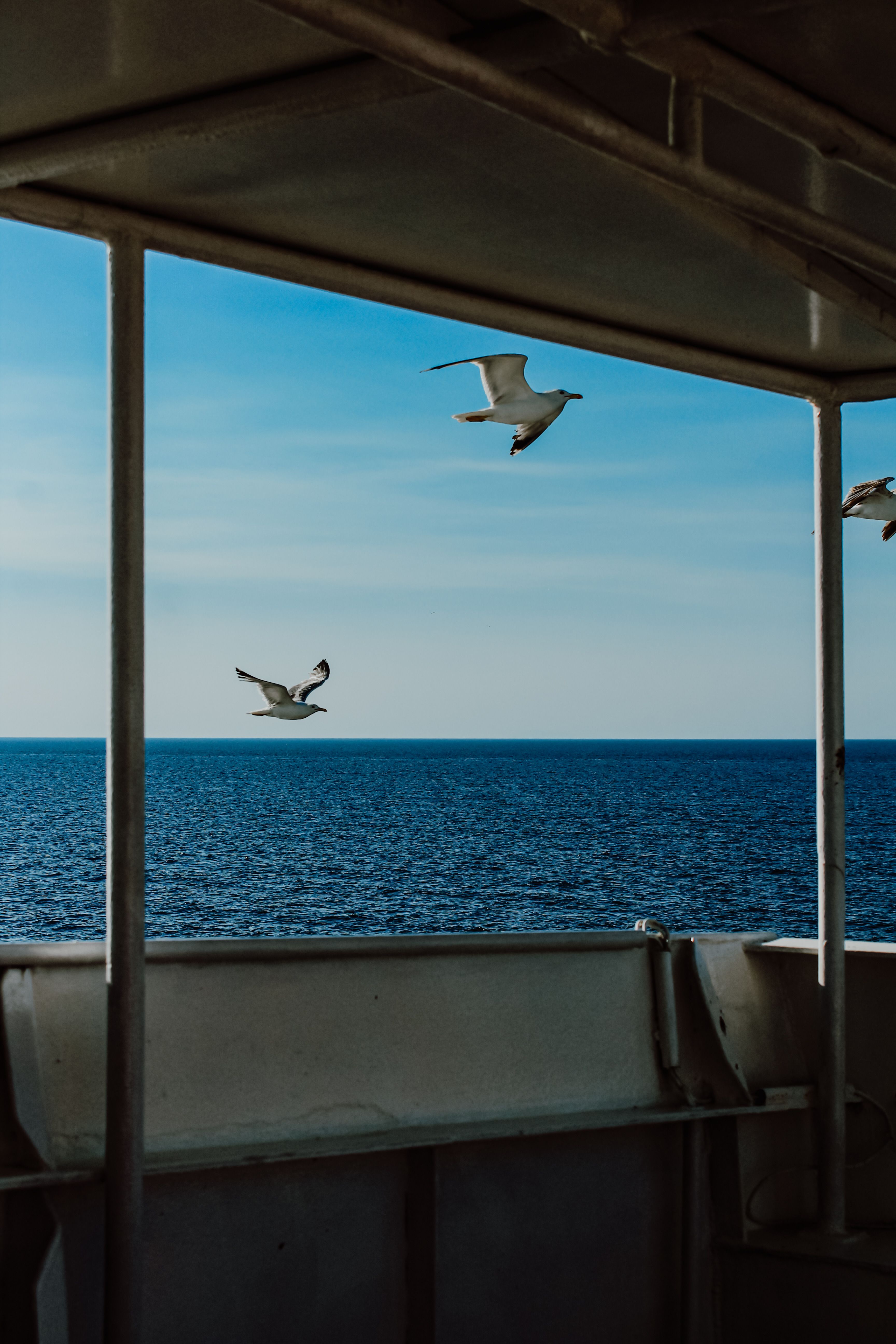 Free Peaceful ocean scene with seagulls flying past a ship's railing under a clear blue sky. Stock Photo