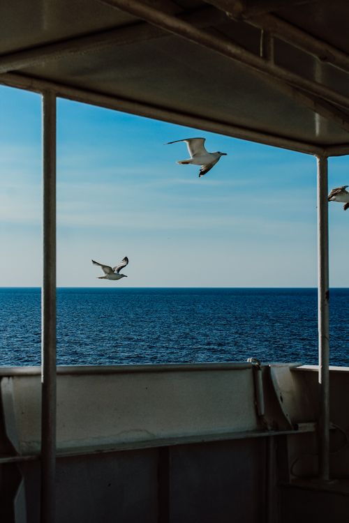 Free Peaceful ocean scene with seagulls flying past a ship's railing under a clear blue sky. Stock Photo