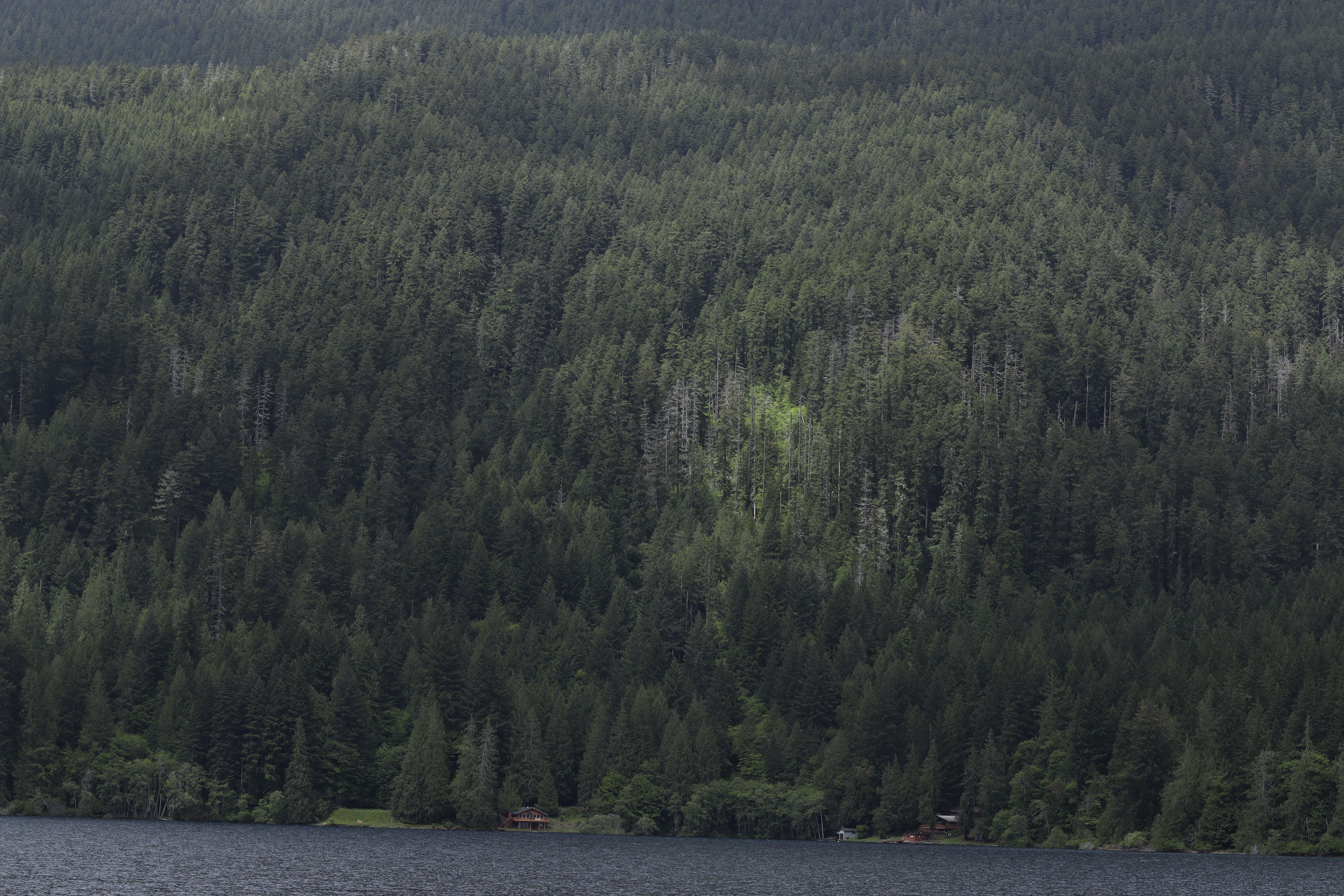 Ilmainen kuvapankkikuva tunnisteilla @outdoor, erämaa, havumetsä Kuvapankkikuva