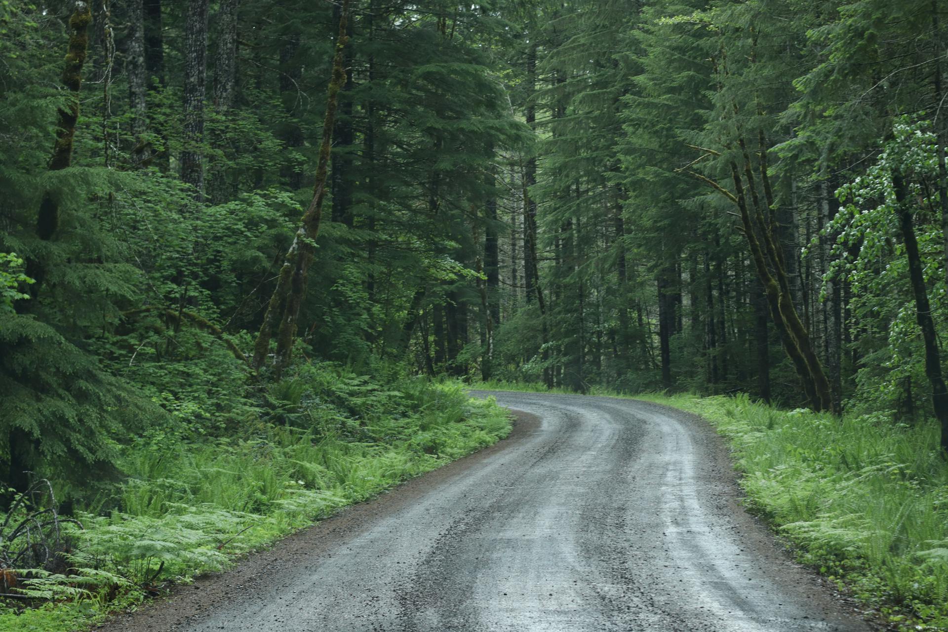 A tranquil winding road through lush green forest in Port Angeles, ideal for nature lovers and adventurers.
