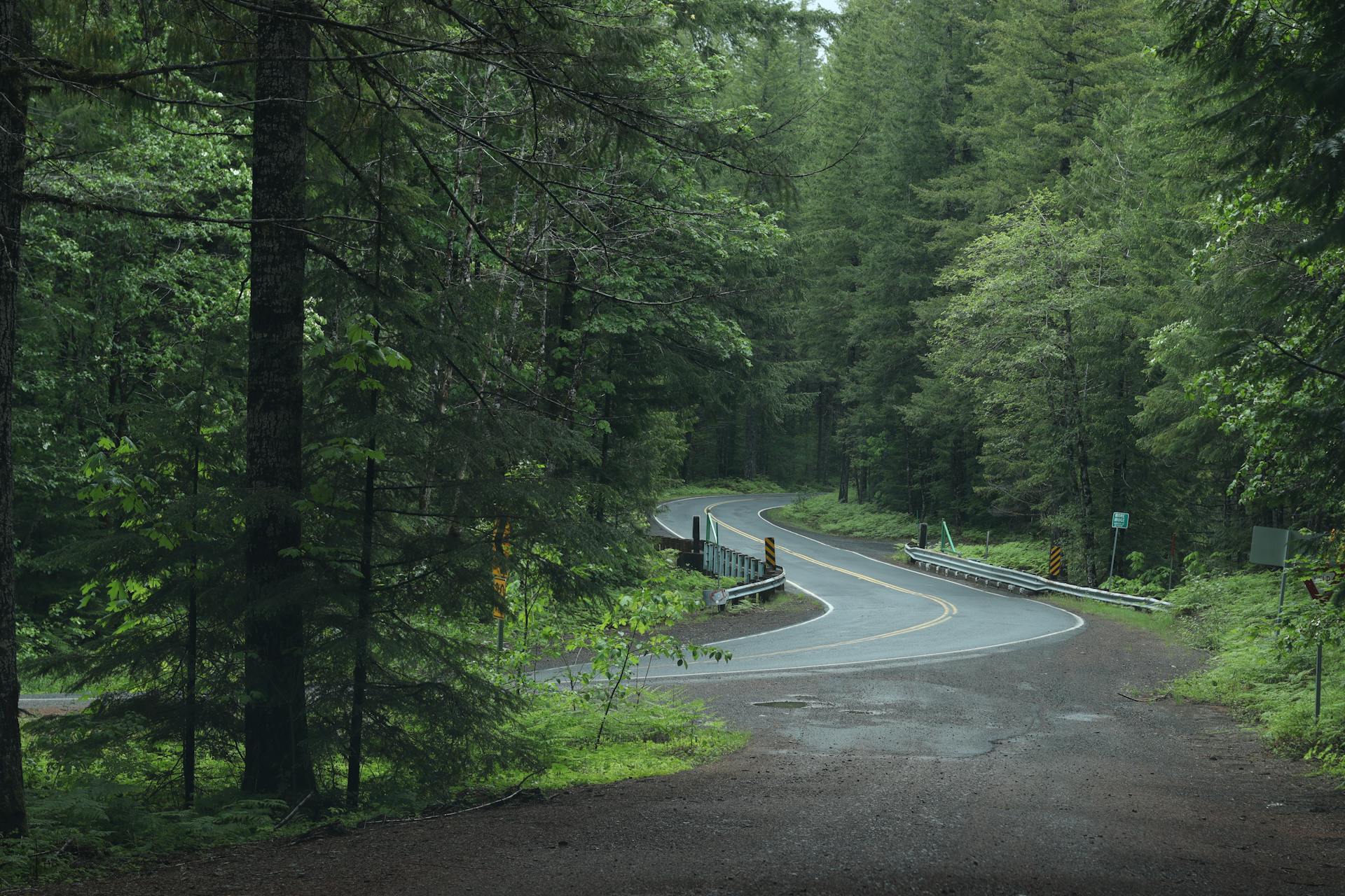 Curvy road through a lush green forest in Port Angeles, WA captured in summer.