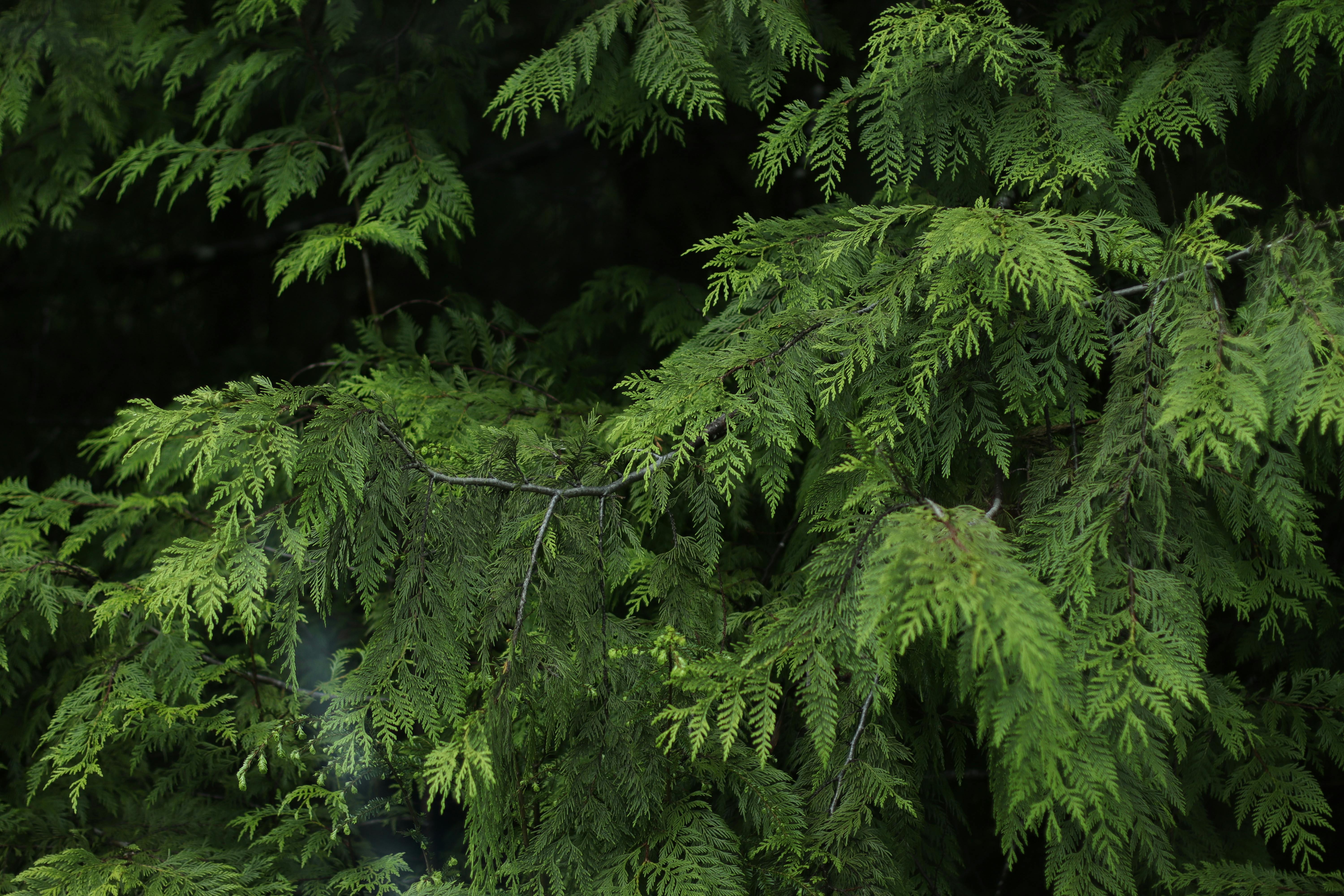 Vibrant evergreen branches create a lush, serene forest atmosphere.