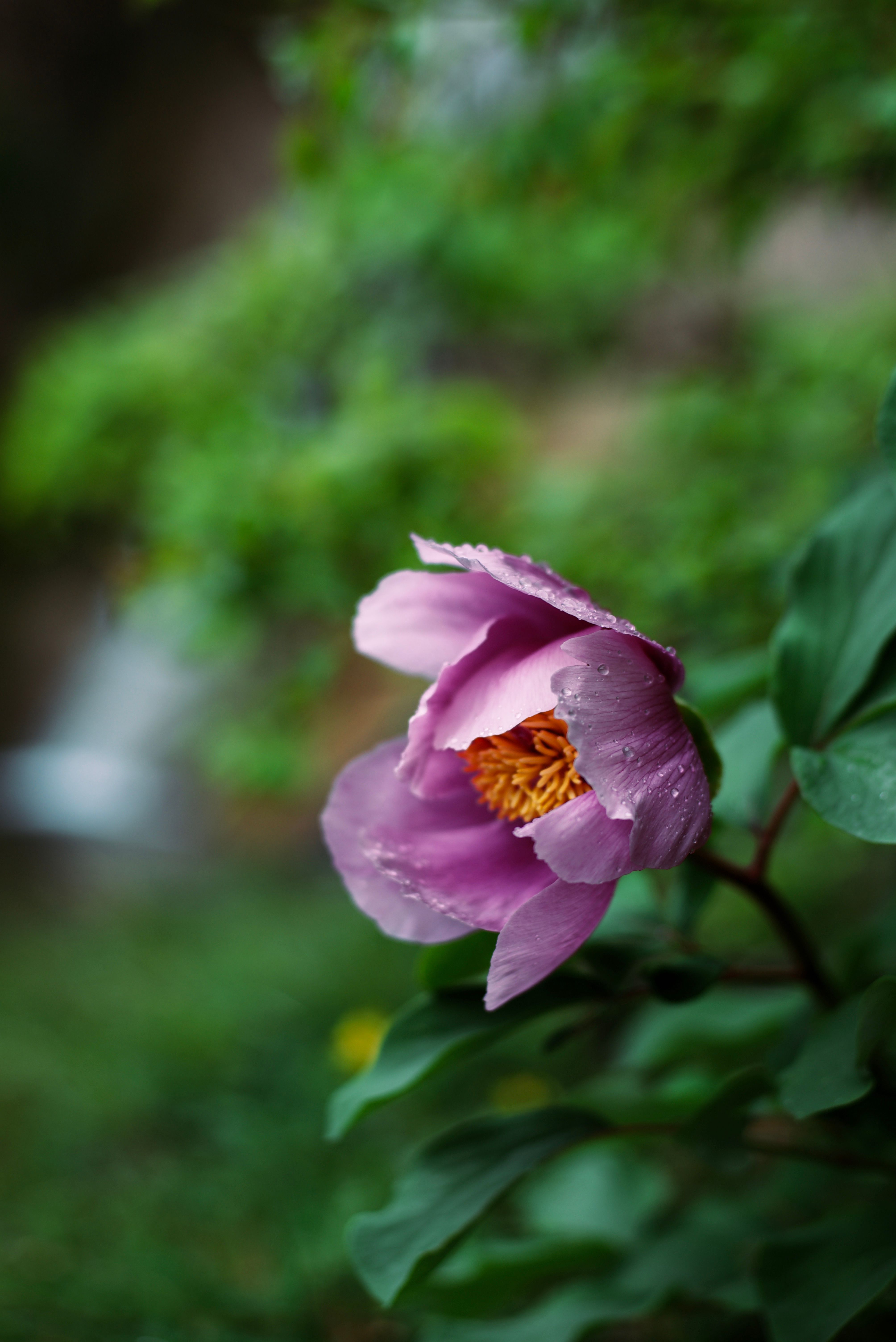 A single pink peony flower in front of a green bush · Free Stock Photo