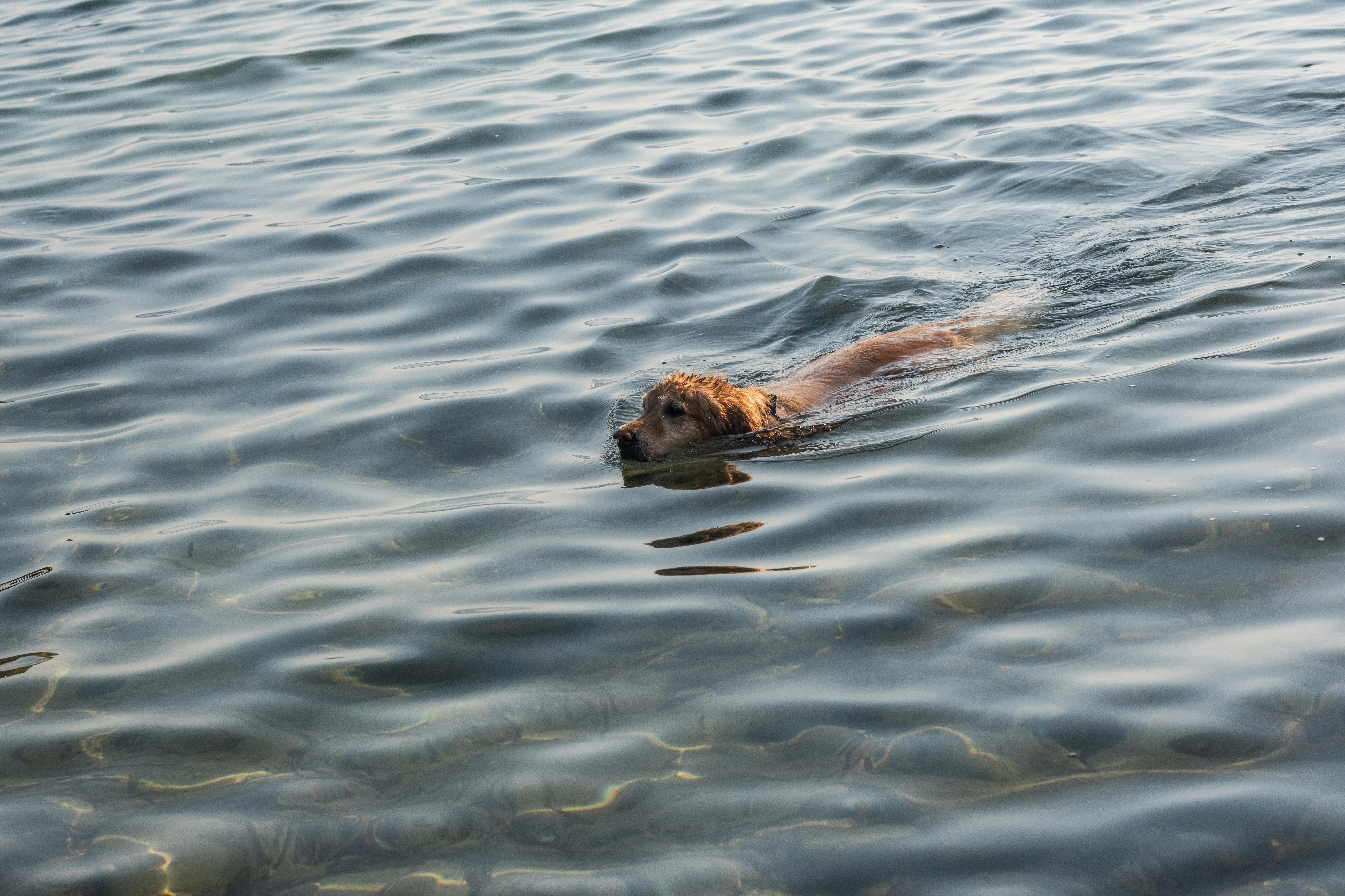 a dog swimming in the water with a stick