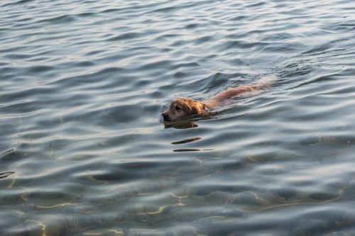 Free A dog enjoys swimming in the tranquil waters of Foça, İzmir, Türkiye. Stock Photo