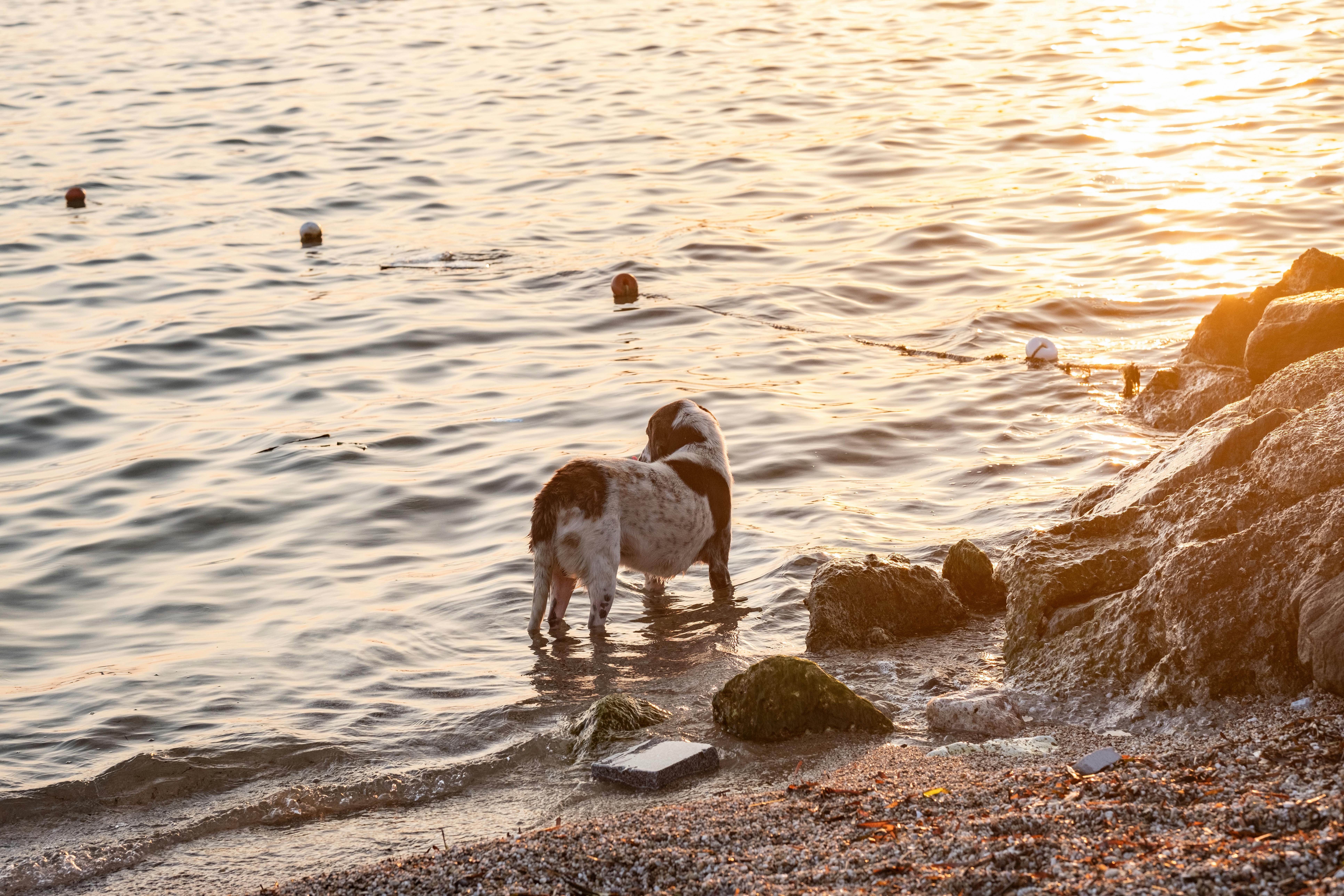 a dog standing in the water at sunset